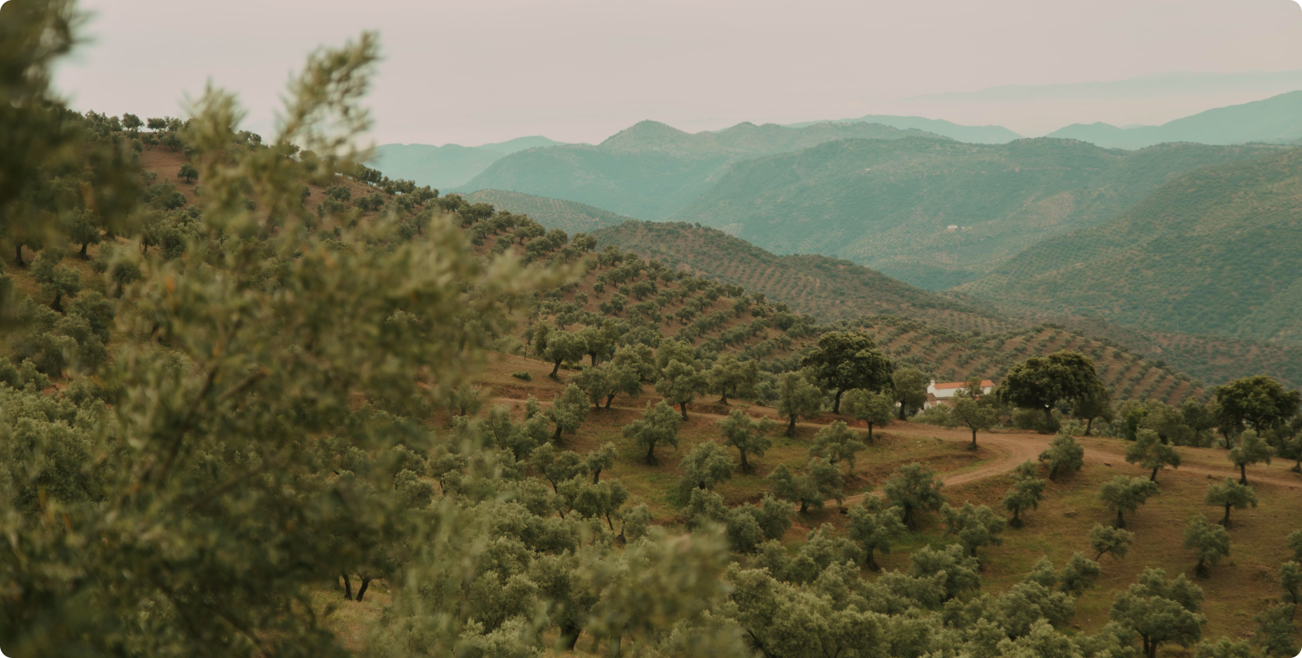 How we produce olive oil