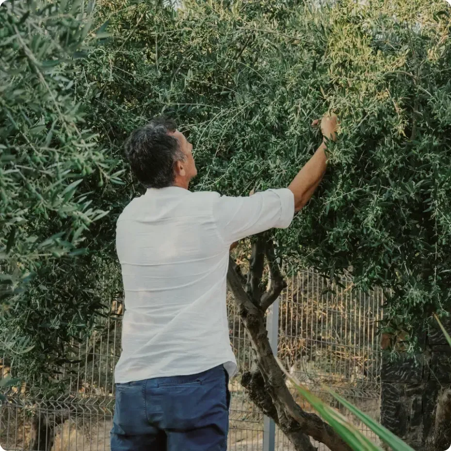 A farmer near olive tree