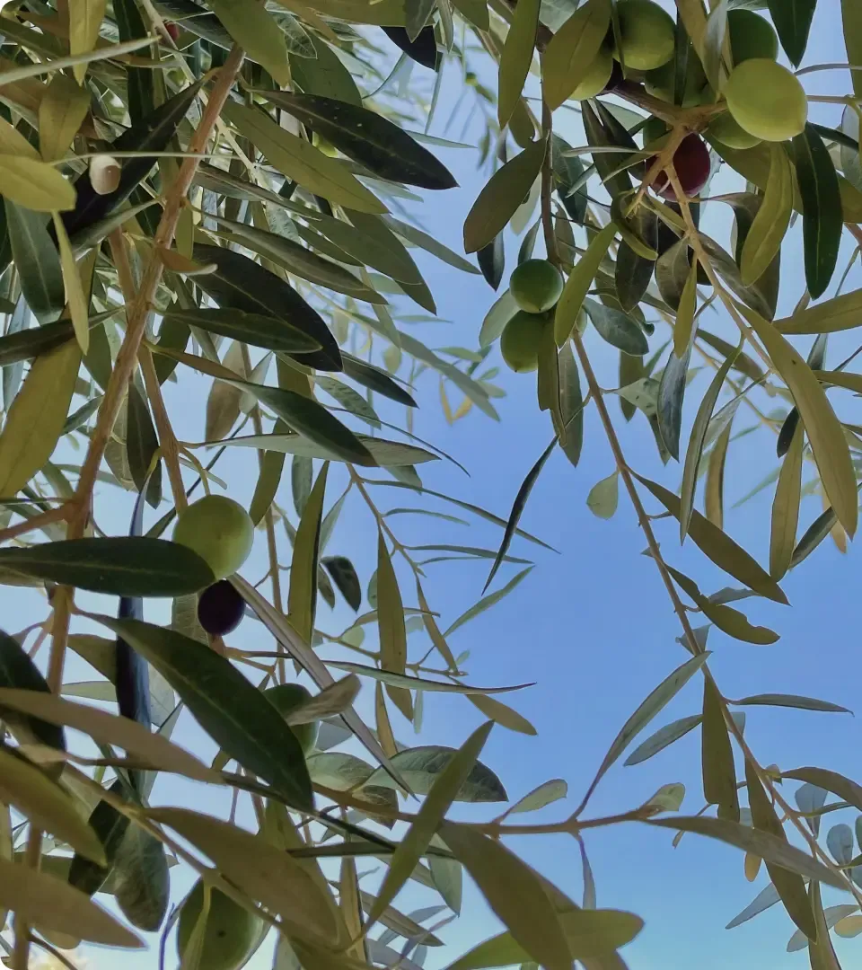 olive tree leaves