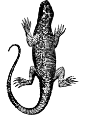 The Greek
algiroides is an
endemic species of
lizard in the
Lacertidae family.