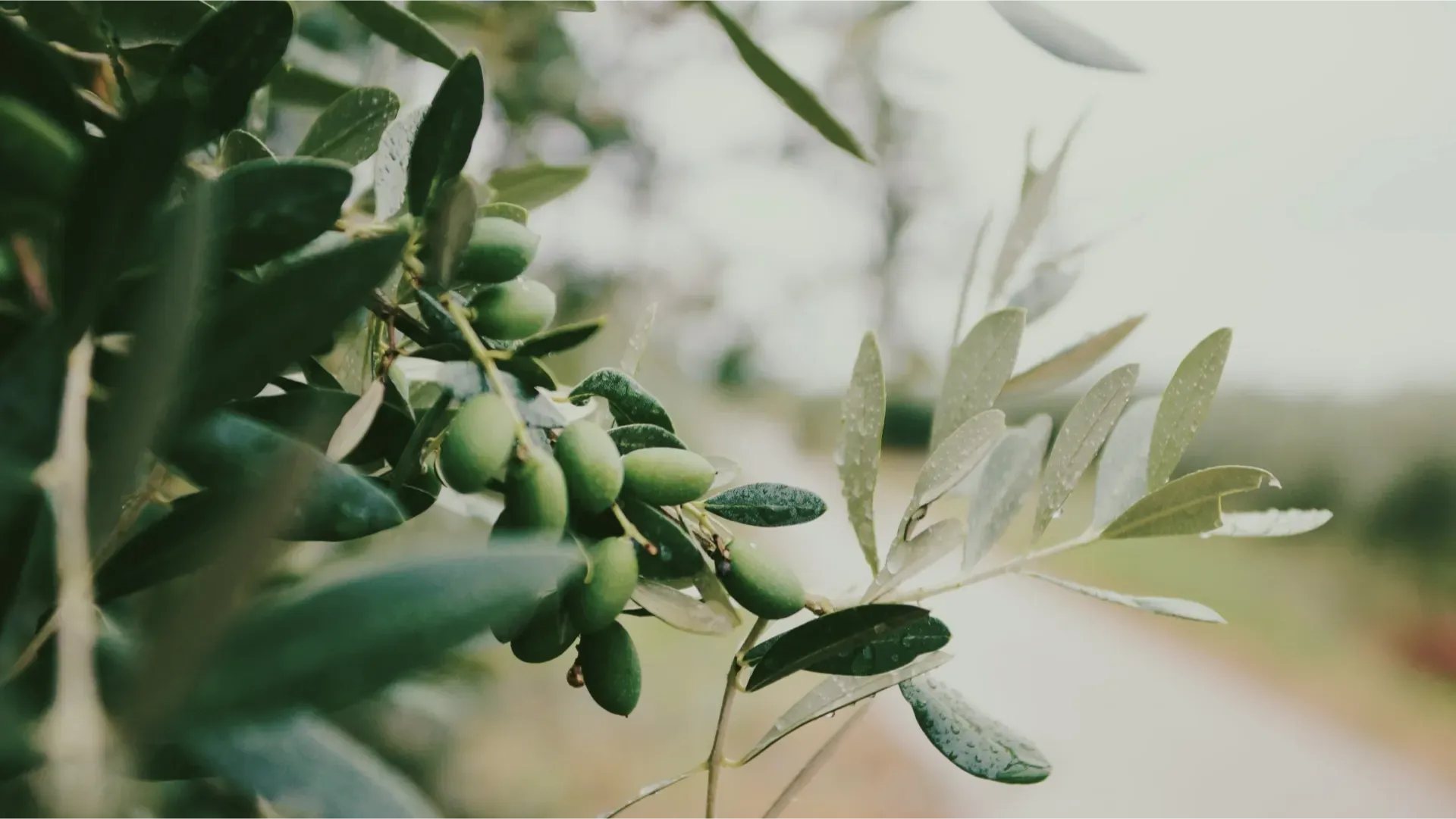 Olive branches