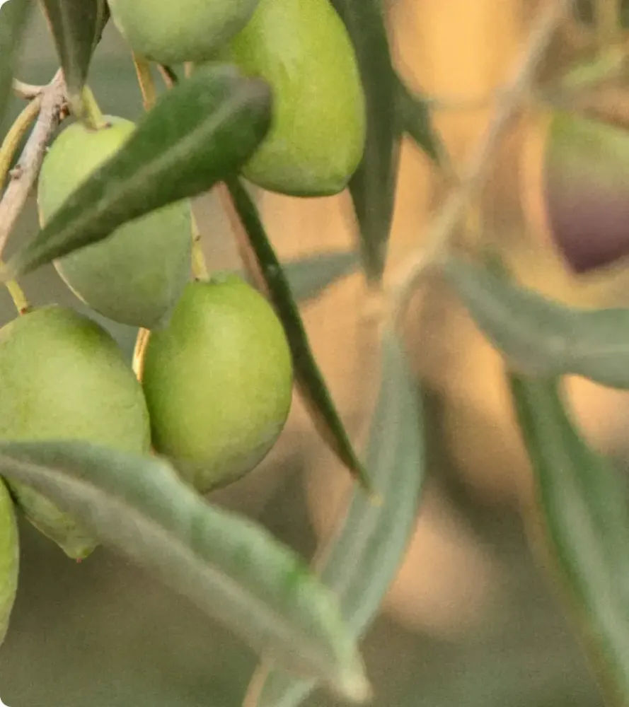 Green olieves