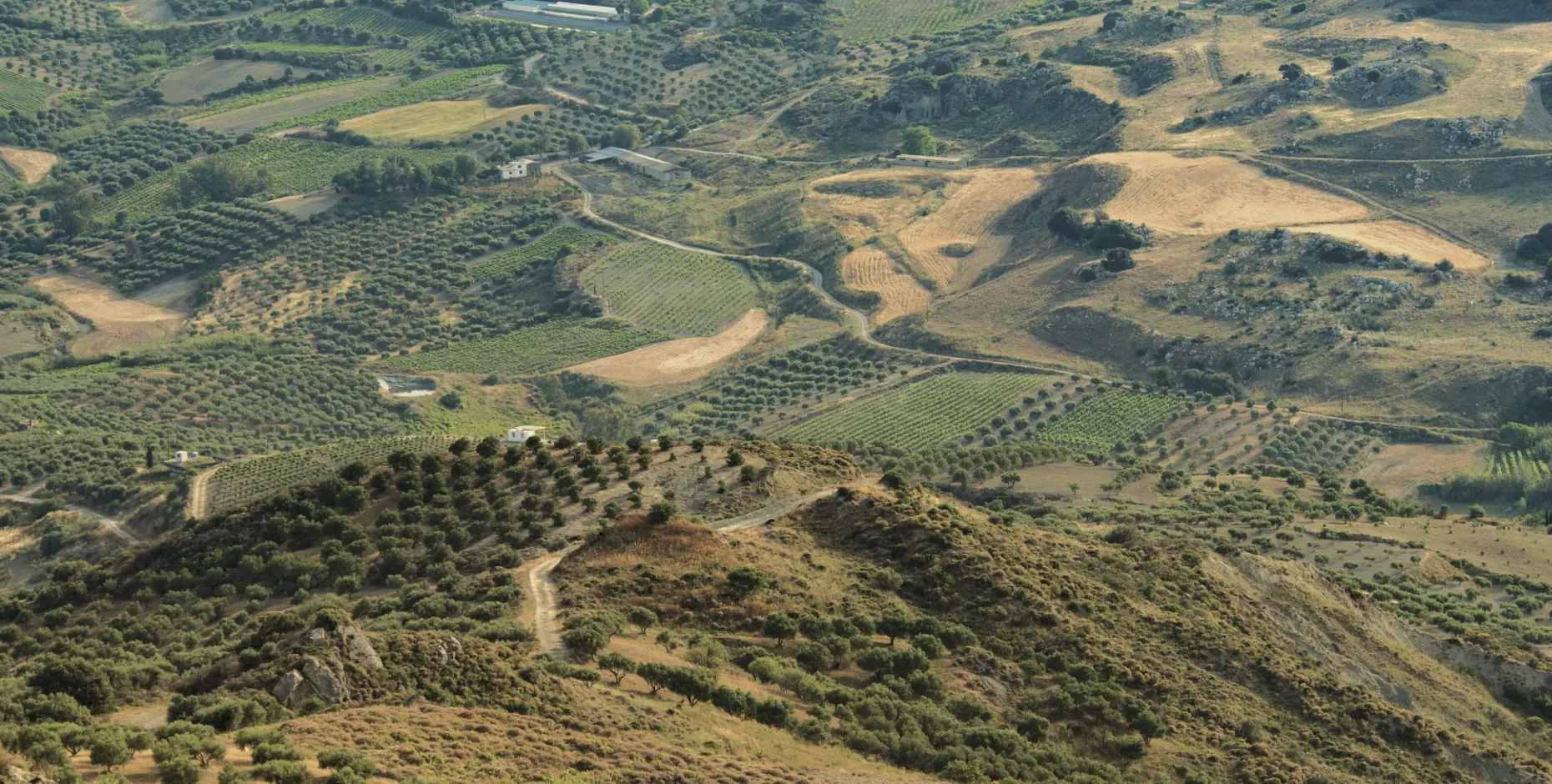 Olive oil farm Chatzigeorgiou