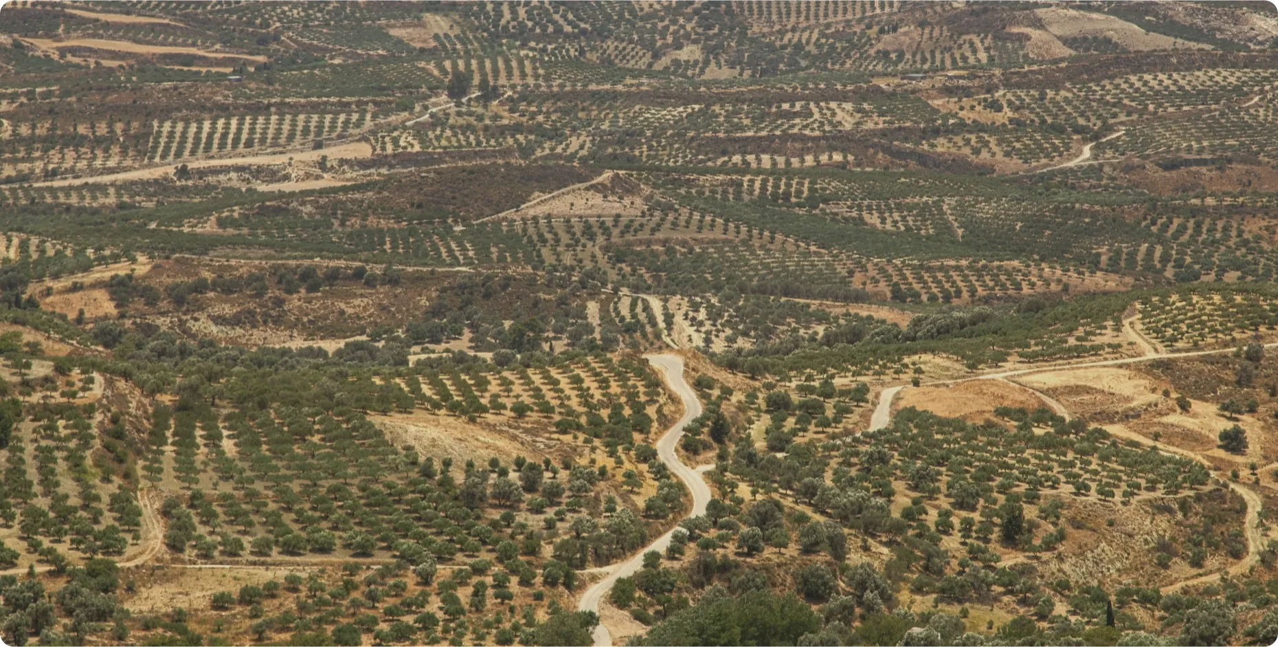 Olive oil farm Papadakis