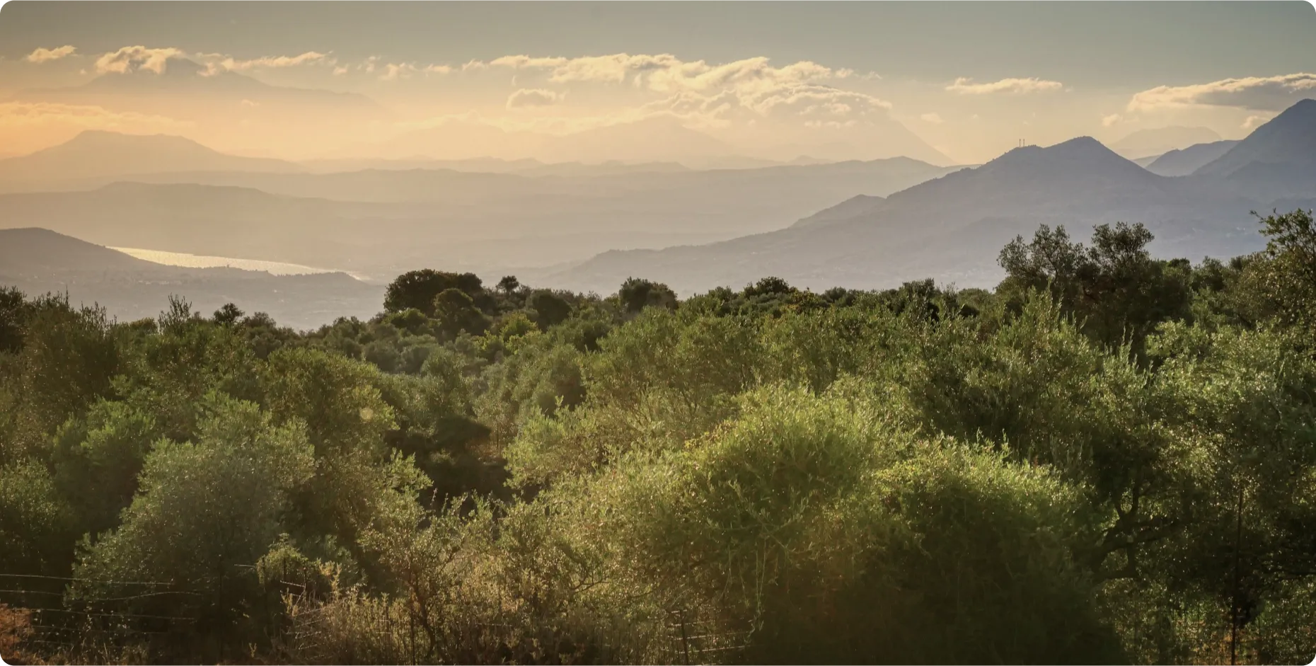 Olive oil farm Vouitaktakis